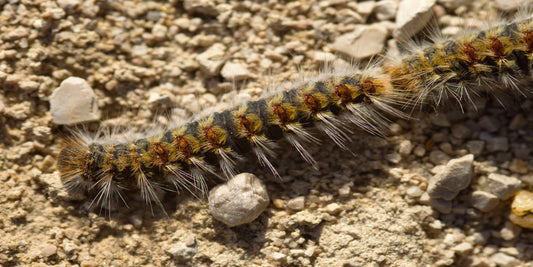 ¿Que es la Thaumetopoea pityocampa? - Tu Antiparasitario Veterinario